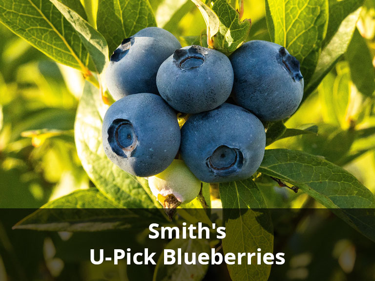Smith's U-Pick Blueberries